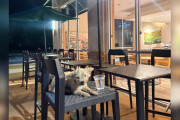 【海外】「スタバのパティオで一晩中待ち続けた小さなプードル。彼を助けた人は現れるのか？」