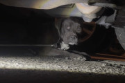 【海外】「車の下に取り残された子犬、命の危機から救われた感動ストーリー」