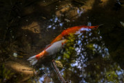 海外『日本の側溝に鯉が住んでる!?』ゴミ対策として泳ぐ魚たちに世界が困惑