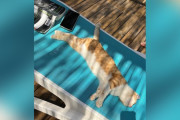【海外】「観光客がプールの椅子を奪った猫を見つけた結果、人生を変える出来事が待っていた」