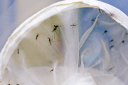 【海外】「自然由来のバイ菌を使った蚊の感染が、デング熱リスクを70%減少させた都市実験」