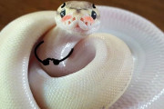 ヘビの写真に手足を描き足すと可愛さが超絶UPすると判明！ 落書きバトルが開戦！！