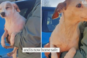 干潟に取り残された犬のもとに、空飛ぶソーセージが出現！ユニークな方法で危険を脱した食いしん坊犬