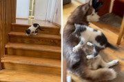 くつろぎ中だったハスキーに、子猫が突然のダイブ！これは完全に確信犯…