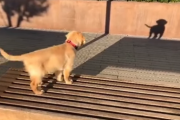 あいつは誰だ！自分の陰に反応するワンちゃんがかわいい！海外の反応