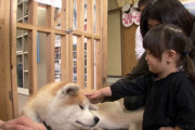 外国人「秋田犬の忠犬っぷりがたまらねぇわ」