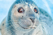 【海外】「シャッターを切った瞬間！オルカから逃げたアザラシ、写真家のボートにひとっ跳び」