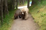 熊の親子と遭遇してしまった男性…背中を見せずに後ずさりするも親子も付いてきてしまって…。