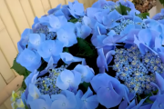 【海外の反応】「日本に咲くアジサイが美しすぎるんだが。」日本の紫陽花。
