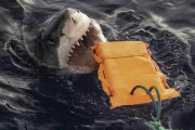 【海外】「サメの攻撃から身を守る！新発明の防サメウェットスーツ生地とは？」
