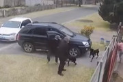【犬の忠誠心】飼い主を強盗から守る犬たち