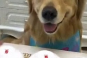 スリーシェルゲームに参加する犬が色々と可愛すぎる件ｗｗ正解当てたのにバツが悪い表情になった理由とは･･･
