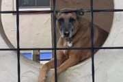 数日間姿を見せない犬を心配し、見知らぬ家のドアベルを鳴らした男性の思い