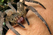 【最凶】男性の股間を永久硬直させ死に至らせる毒グモがスーパーに出没→ ヤバすぎていまだ営業再開できず・・