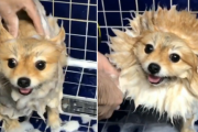 お風呂中はもはや別犬！ポメラニアンがお風呂に入る様子が可愛い！