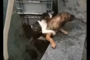 意図的？偶然？水場に落ちた猫を背中に乗せて救った犬の動画