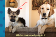 「このサイズで成犬なの !? 」子犬で成長が止まったシェパード犬が小さくて可愛い！ 海外の反応