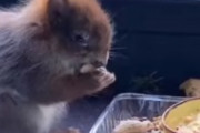野生動物の「老い」を感じる映像がなんだ見ていて切くなる件　海外の反応