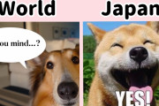 海外「これはもっと聞きたい」日本人しかやらない！？日本人あるあるな行動を紹介した動画に興味津々