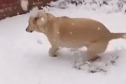 「あ、思ってた感じと全然違う」雪が降ってテンションがあがって外に出たものの。海外の反応
