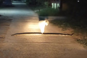 うっかり大蛇を踏んづけた野良犬の反応