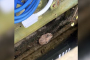 【海外】船の桟橋で見つけたモフモフの塊、まさかの生き物だった！驚きの真相とは？