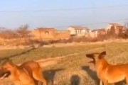 犬さん人間がいないところでとんでもない遊びをしていたｗｗｗすげー楽しそう！　海外の反応