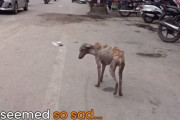 皮膚病と空腹で死にかけていた野良犬が無残な姿から大変身。保護したフタッフ達の献身的なケアに感動！（インド）