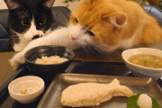 猫の定食！？美味しそうな魚料理とハンターの心を取り戻した猫が可愛すぎる！！！