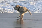 外国人が盛大に失敗した動物のパノラマ写真集、ユーモラスだと話題に