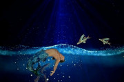すごい映像！トビウオの大移動！「まさか....飛ぶ魚がいるって？」「過酷な人生のお手本」海外の反応