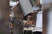 【海外】「洪水の瓦礫の中から発見！救助犬を待ち続けた迷子の子犬」