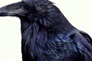隣人からの嫌がらせに困っていたら、仲良くしていたカラスが代わりに報復をしてくれた件