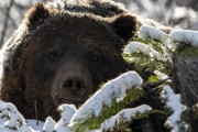 世界最強の巨大クマ、電車に轢かれるも無事生存！ 他のクマを食べながら食物連鎖の頂点に君臨