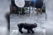 【海外】「愛犬との絆を深める！おじいちゃん犬のためのバルーンプロジェクト」