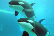 シャチの標的はボート！？専門家困惑！シャチにボートが攻撃される　海外の反応