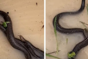 もはや恐くない？ヘビにしがみつくカエルとネズミにほのぼの(オーストラリア)