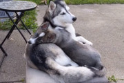 子犬のためにフワフワベッドになってあげちゃう優しいシベリアンハスキー姉さん