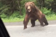 雑木林に消えたクマを車内から探していた撮影者。車を発進しようとすると「ガォォ！」と真横から襲いかかってきて？！