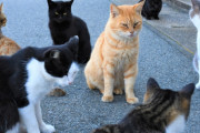 海外「この子猫にぴったりな日本語を教えて！」外国人のネーミングセンスが独特すぎるｗｗｗ