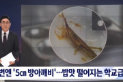 【閲覧注意】韓国人「韓国の給食からまたとんでもない物が出て来て炎上！」→「これはタンパク質の塊ですね」　韓国の反応
