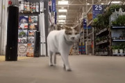 【海外】ロウズのスタッフが行方不明の猫を諦めず、85マイル先で発見！今すぐその感動的なストーリーをチェック！