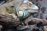 【笑撃】カモンバディ！？爬虫類主が呼んでみた結果 海外の反応