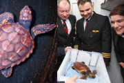【海外】「冬の嵐で漂流したVIP絶滅危惧種カメ、航空会社が病院受診を支援！」