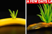 「バナナに植物を植えるなんて！」ガーデニングハック集 海外の反応