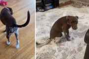 ビーズクッションを破ってしまったワンちゃん！部屋中真っ白な状況に反省＆困惑モード？