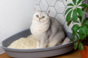 【海外】猫がトイレに寝ている理由は？その意外な心理とは！