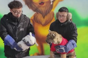 【つらい】中国の動物園が新年を祝して「トラ」と「ウサギ」を引き合わせる儀式→ あまりに当然すぎる結末に