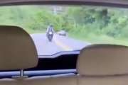 バイク乗りってなんでこうも頭が悪いんだ。周りを十分に確認してからウィリー走行。海外の反応