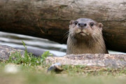 韓国と日本の動物園で約束したのに…「天然記念物」カワウソ、日本に行けない＝韓国の反応